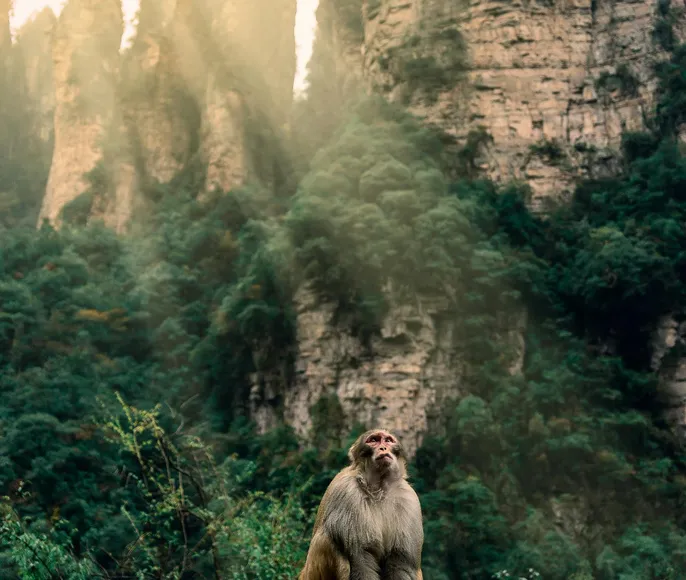 Китай.Четыре города. Пекин-Сиань-Чжанцзяцзе -Шанхай. Супер комфорт