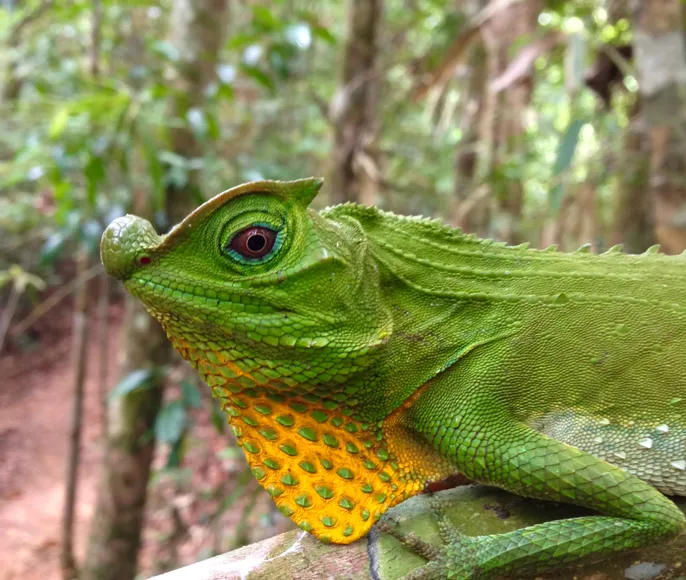 Новогодний бестиарий с Анной Старобинец