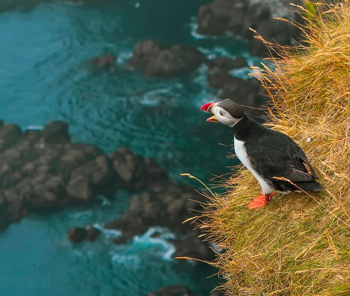 Исландия - за 8 дней вокруг остров