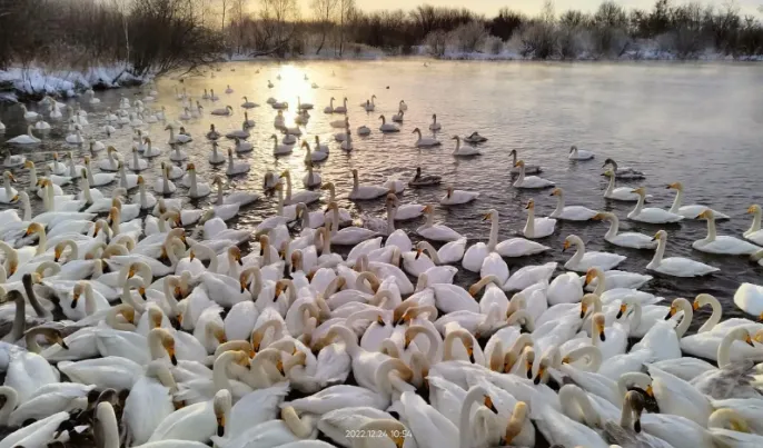 Лебединый заказник, Белокуриха, Белокуриха 2
