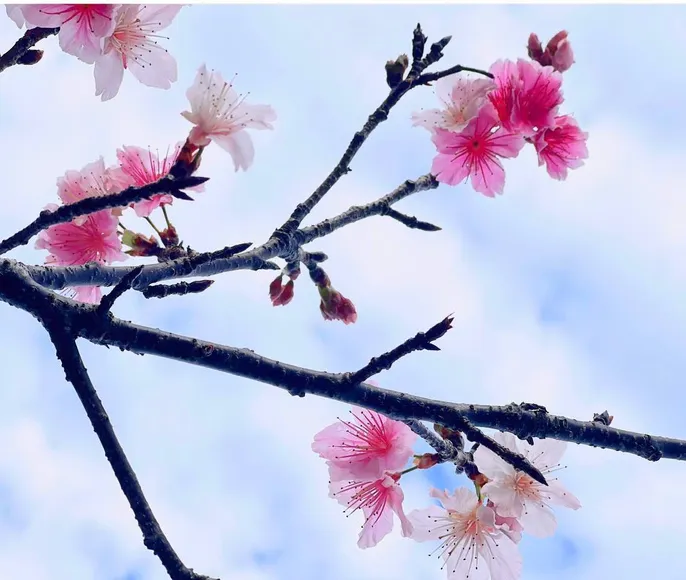 Под сенью цветущей сакуры. Нестандартный тур в Японию