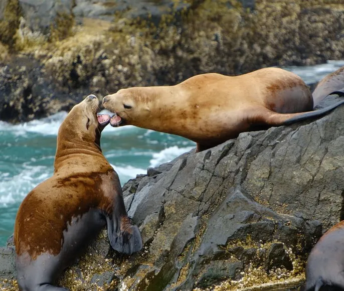 Камчатка По следам Витуса Беринга