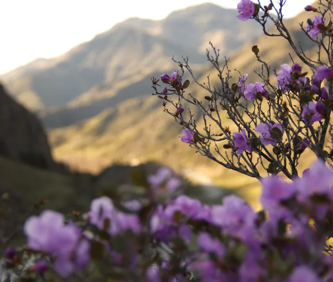 Цветение Маральника на Алтае
