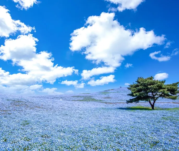 К истоку Японских островов. Сакура в регионе Тохоку.