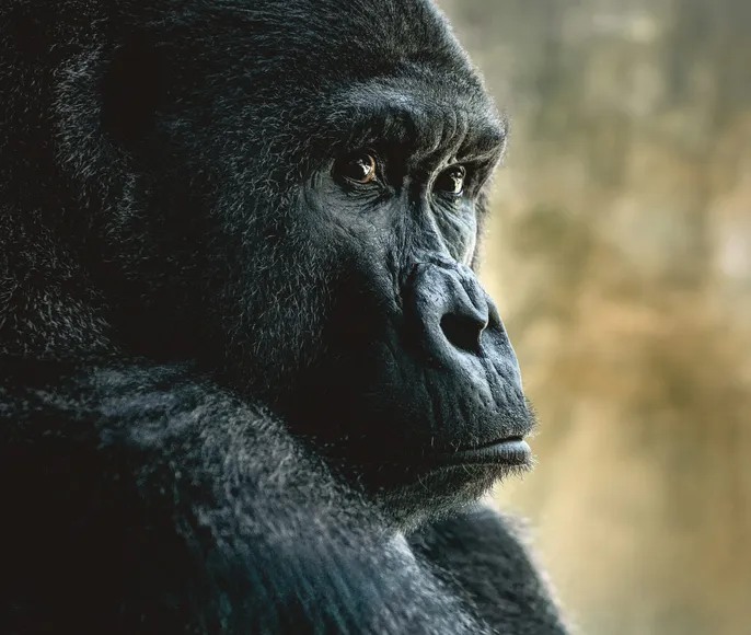 Кения и Уганда