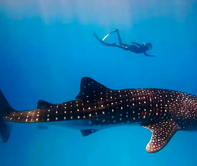 Улётные Мальдивы 2.0. Китовая Акула.