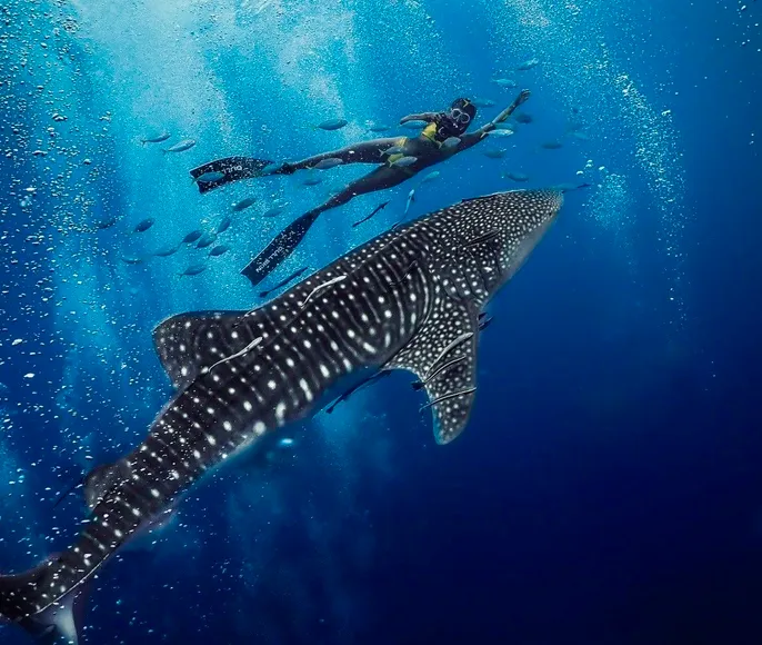 Улётные Мальдивы 2.0. Китовая Акула.