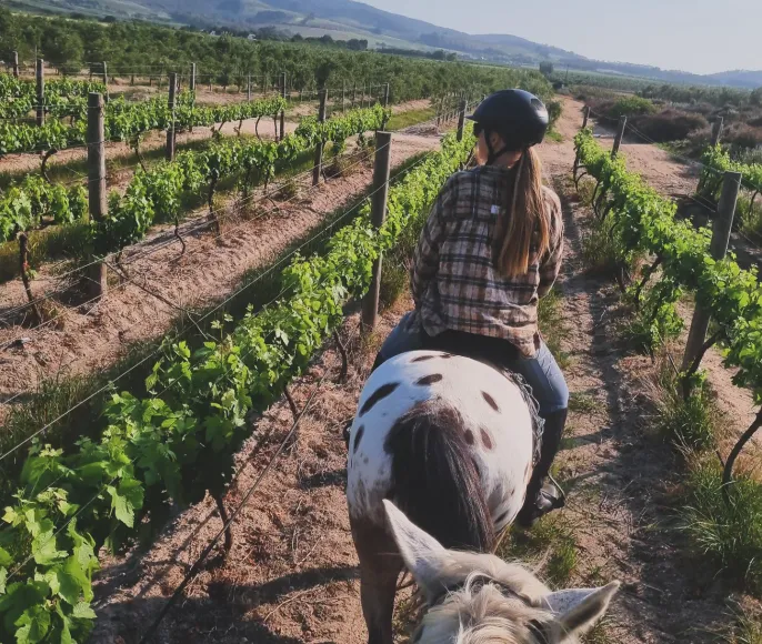 Индивидуальный Конный Тур в Кейптауне