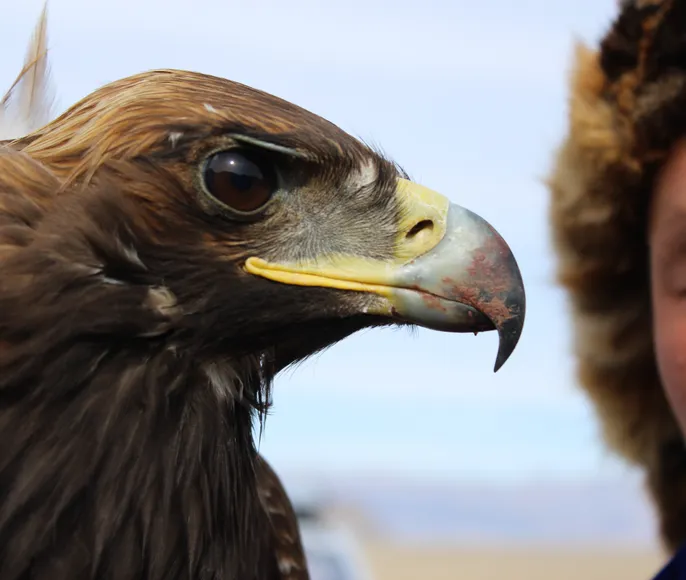 Монголия: охотники ветра.