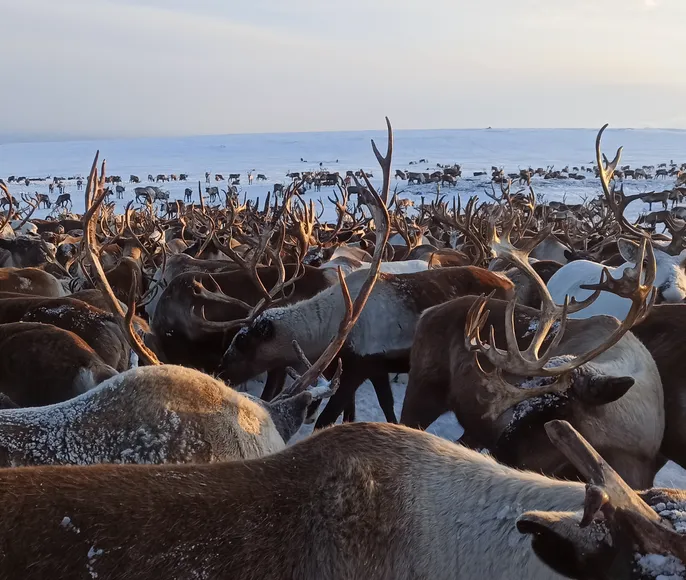 Эссо. В гости к оленеводу