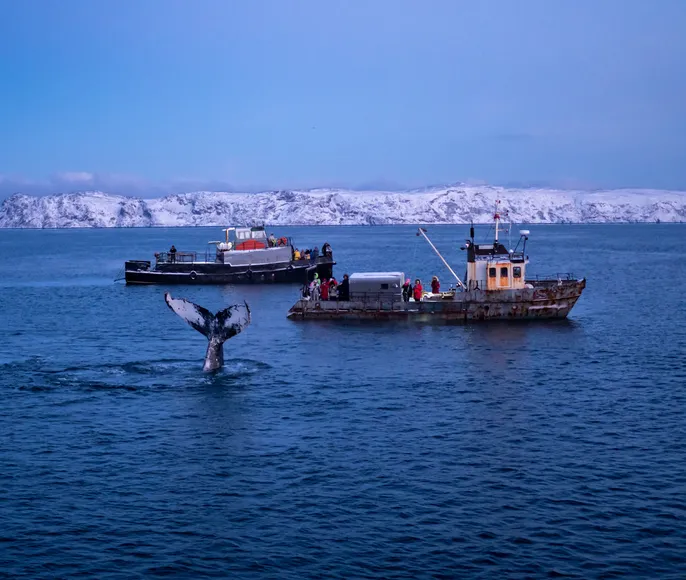 В Арктику с фотографом: Териберка, киты, сияние и снегоходы — в группе до 6 человек
