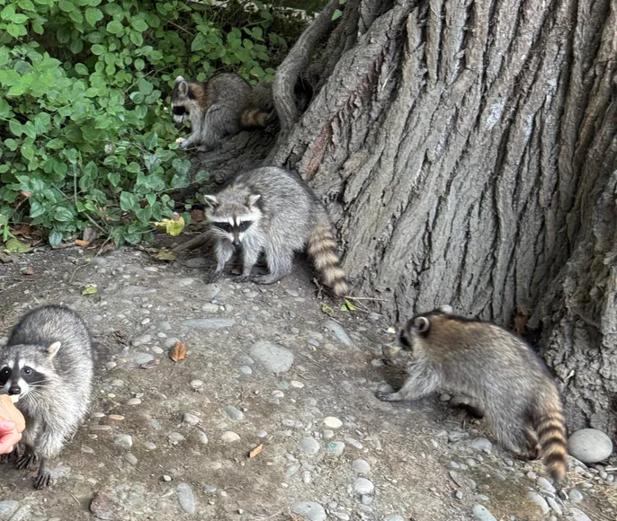 Самурский лес со звездой Гастротур Дагестан