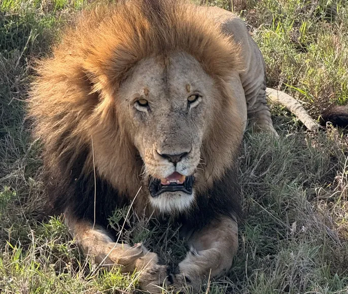 Приватное сафари 4 дня для двоих или семьи: Большая пятёрка и топ-парки Танзании
