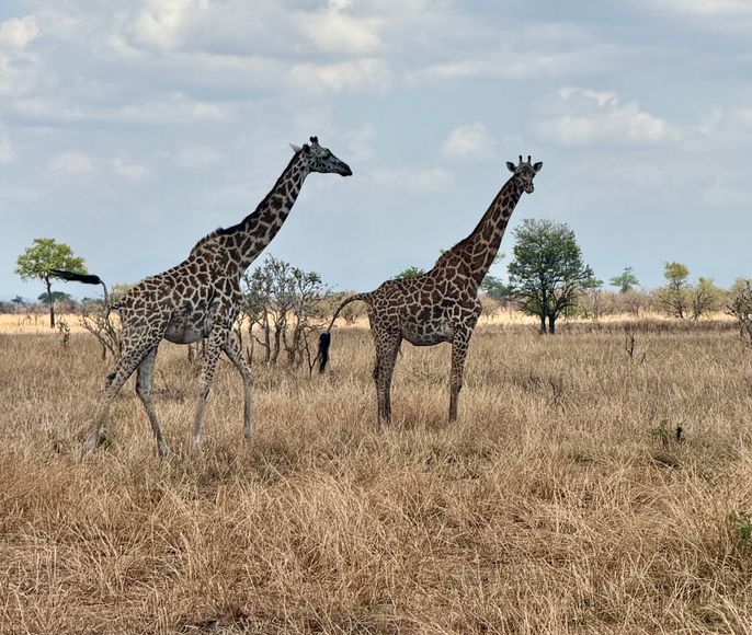 Едем в Африку: Солнечный Занзибар +1 день Сафари на материковой Танзании