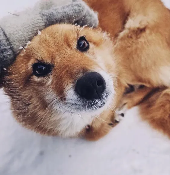 Золотая Коллекция Кольского