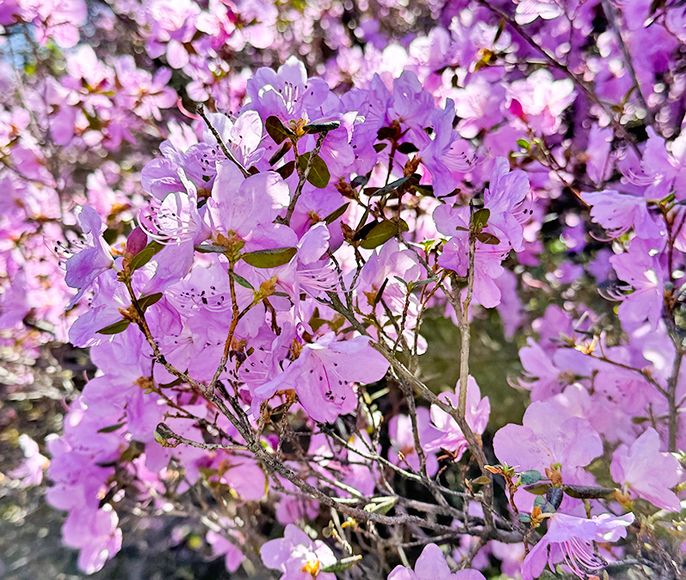 Цветение маральника на Алтае. Майские в сиреневых горах.