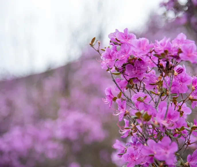 Цветение маральника на Алтае