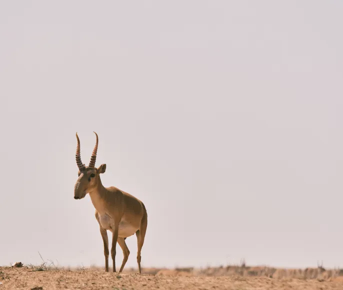 Заповедники Калмыкии