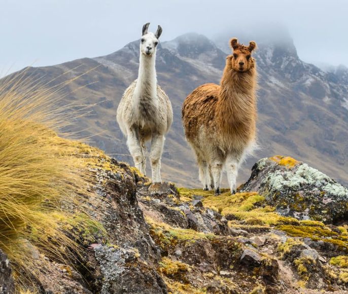 Эквадор + Галапагосы за 14 дней. Всё включено кроме алкоголя и перелёта в Эквадор.