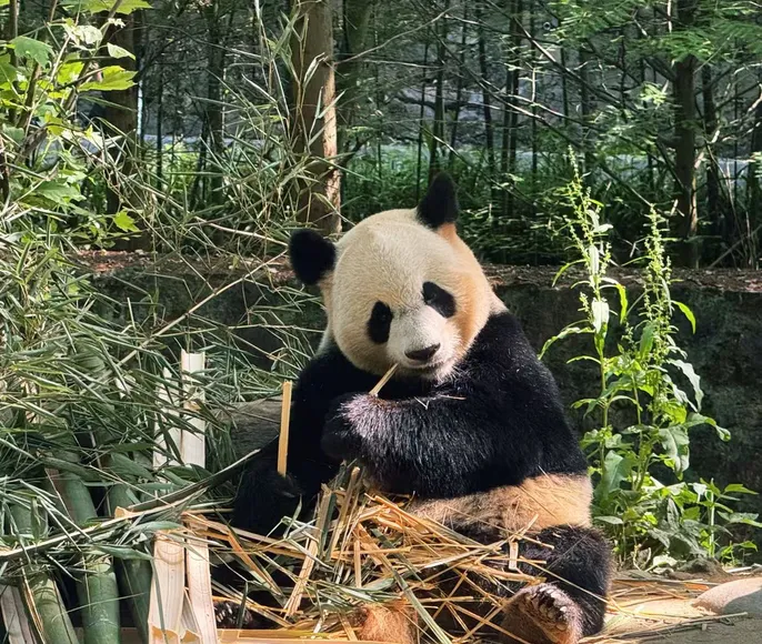 День с пандами в Чэнду