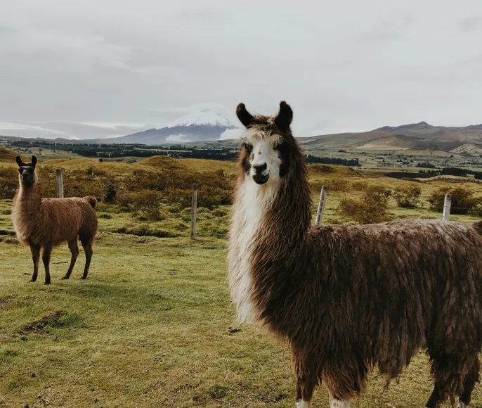 Эквадор+Галапагосы. 14 дней. Вся необходимая информация в Описании!!!