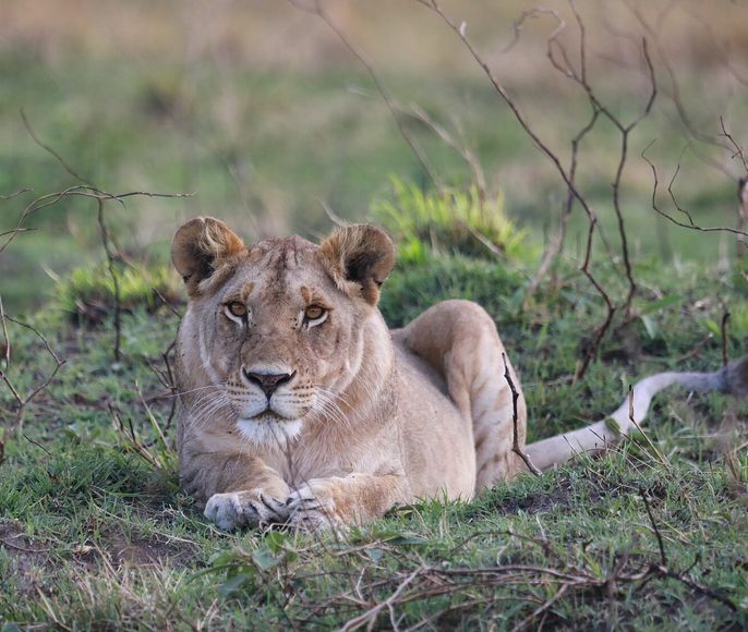 Танзания: Фото-экспедиция на Великую Миграцию в Серенгети