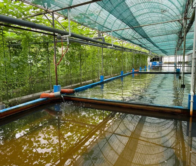 Осетровая ферма + Дом Пастора и сыроварня Шаакен Дорф