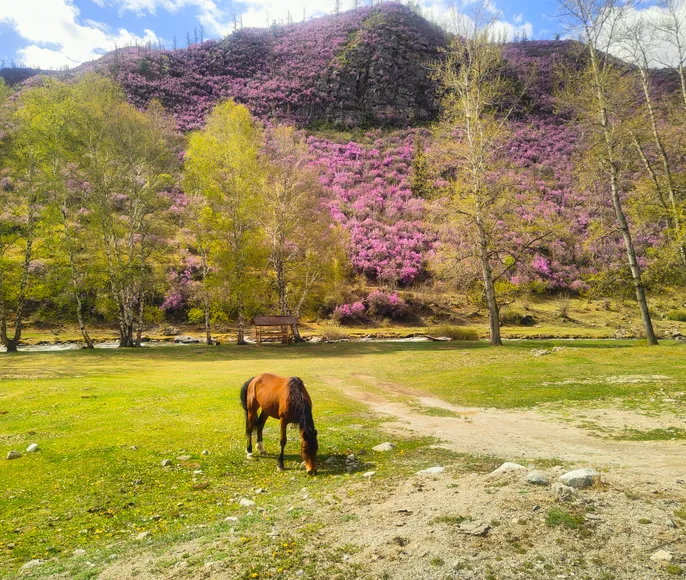 Цветение Маральника в Горах Алтая.