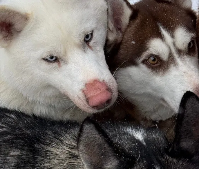 Карелия: Рождественская сказка с хаски, ретропоездом и настоящей зимой