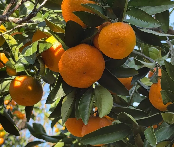 Мандариново-чайный тур из Тбилиси в Кобулети (двухдневный тур)