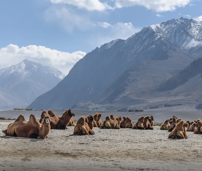 Малый Тибет (Индия)