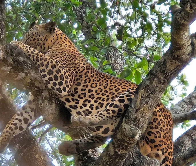 Элла и сафари в парке Яла