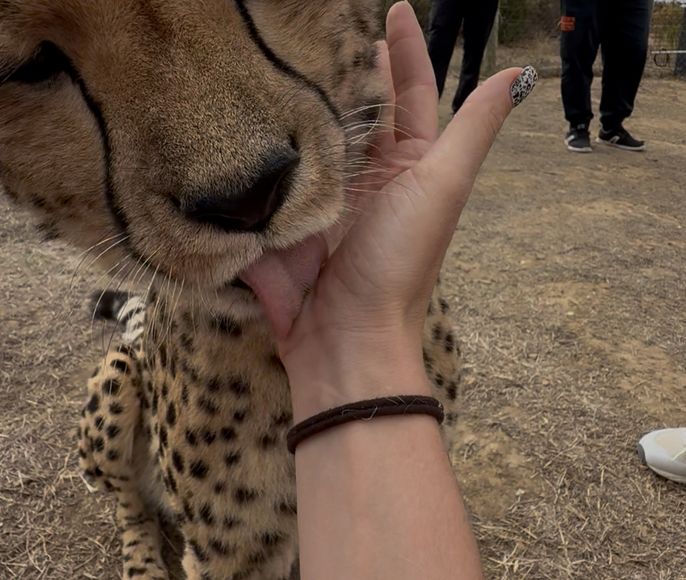 Юар. Африканский микс: сафари, вино и океан.