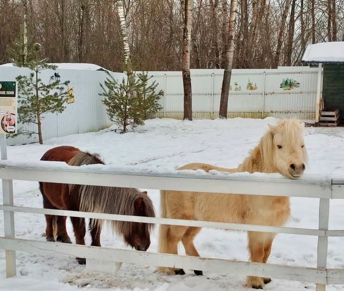 Предновогодний женский ретрит Исполнение Желаний