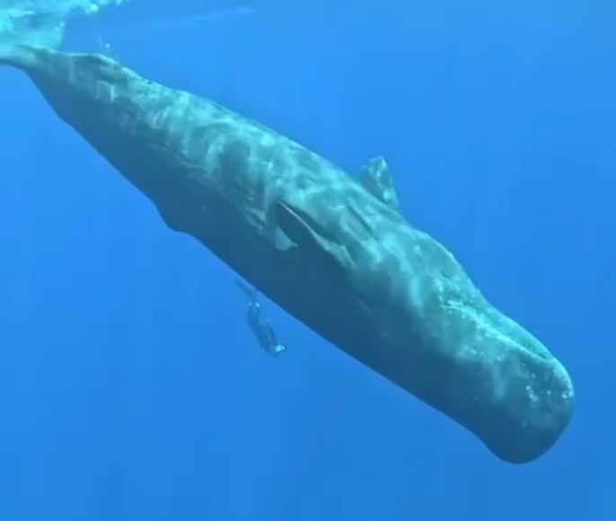 Изысканный Маврикий: Шикарные  отели,4-5  Пилатес,  гастрономия и  море впечатлений!