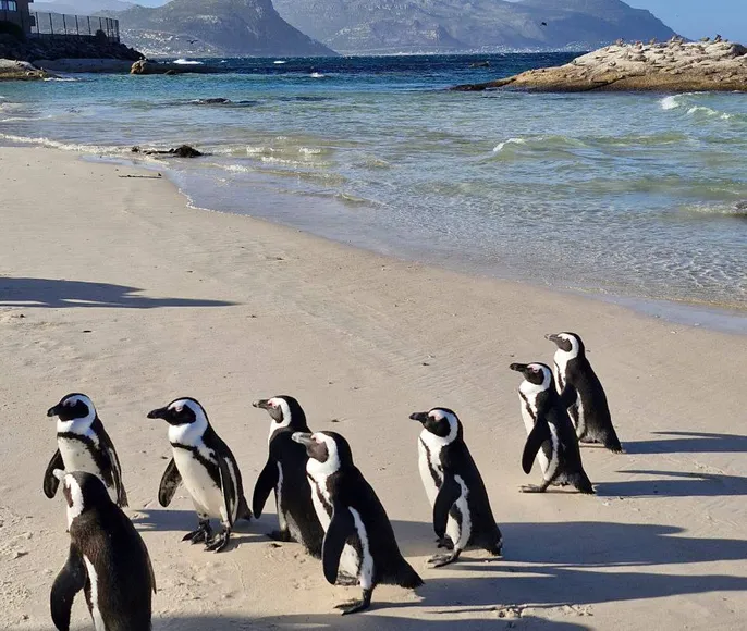 Йога-тур в Юар, Кейптаун