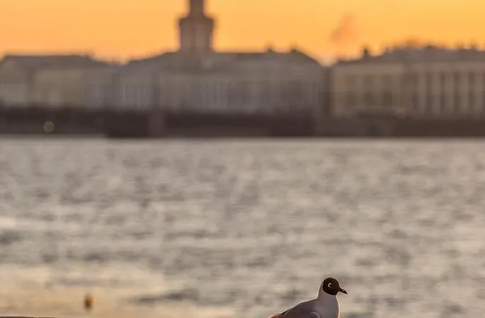 3 дня. Царский Петербург