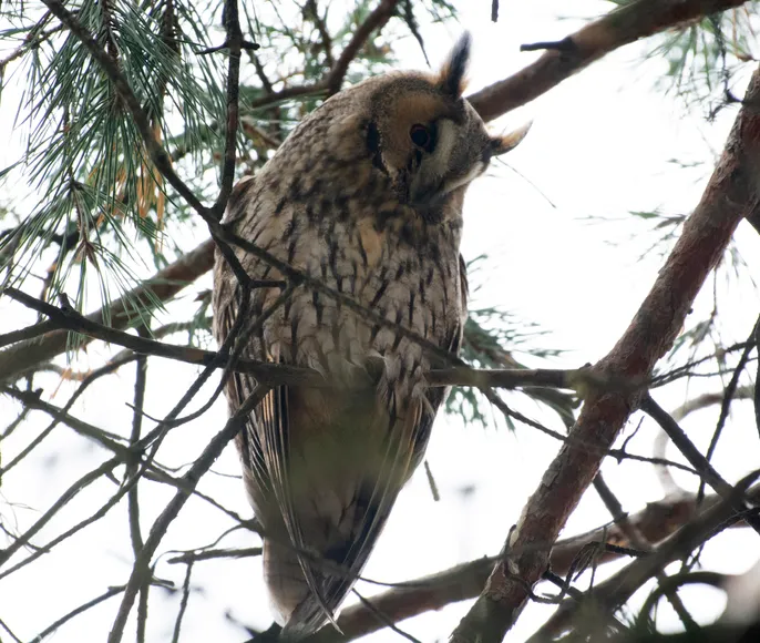 Рождество в совиной столице