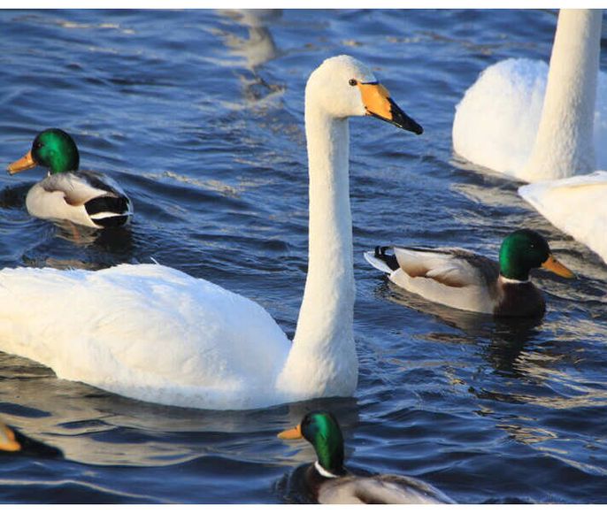 Лебединое озеро