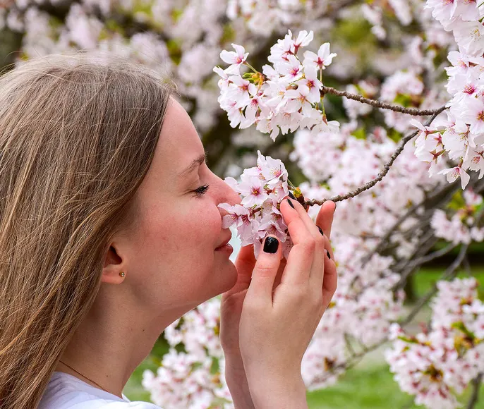 Там, где родилась Япония