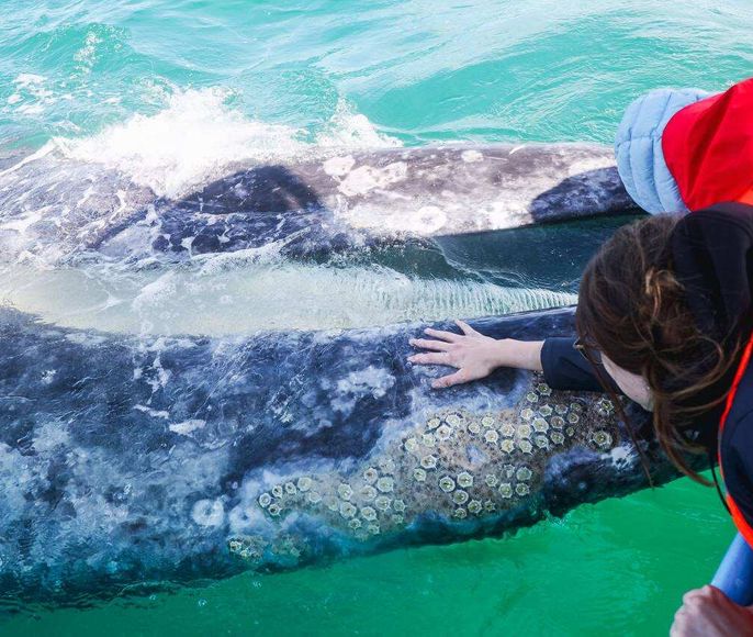 Мексика. Обнять кита