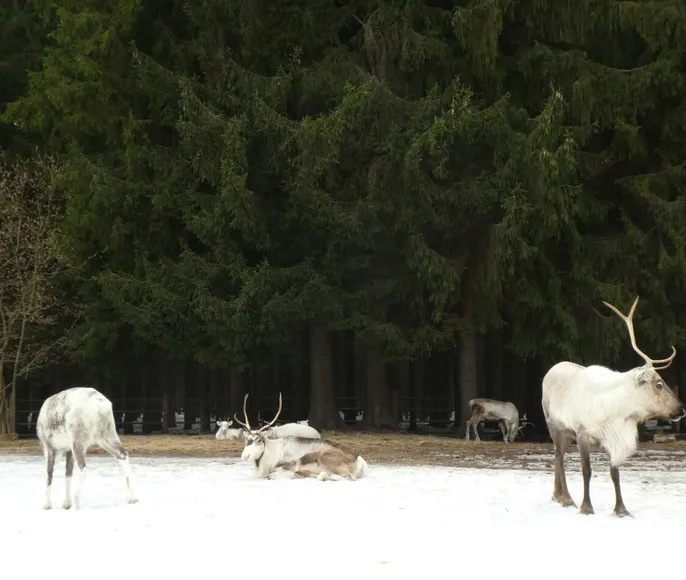 В гости к северным оленям. Однодневный поход.