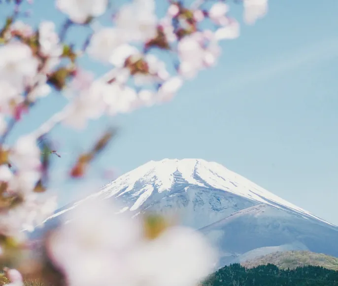 Япония! Цветение Сакуры! Токио, Киото, Осака