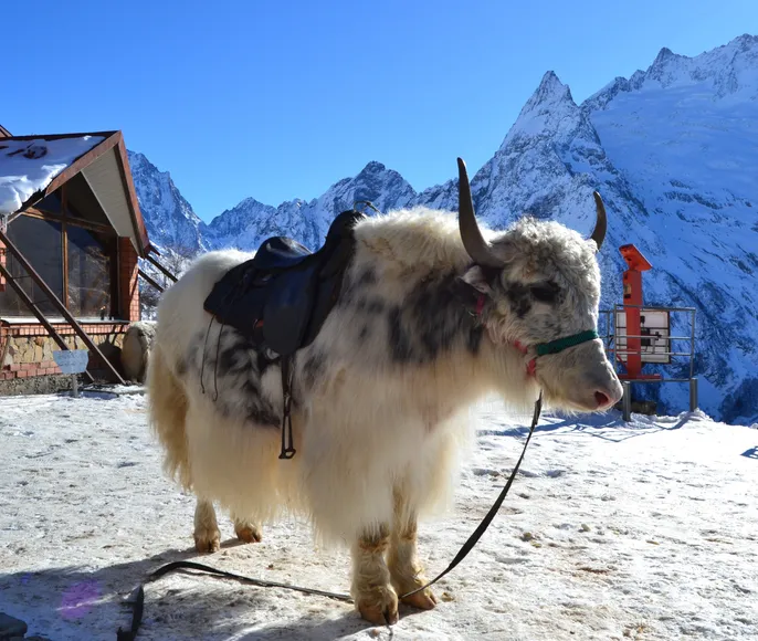 Снежный Домбай+Архыз. Экскурсии+катание/обучение!