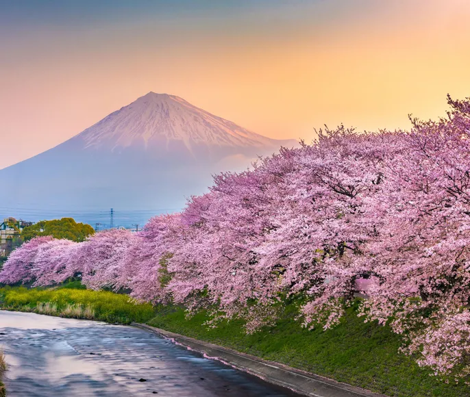 ЯПОНИЯ: ханами или цветение сакуры