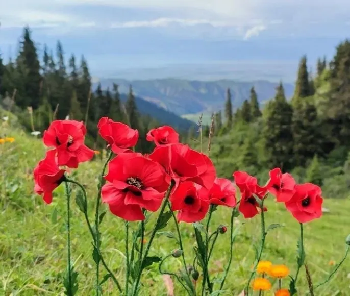 Южная Киргизия: горы, люди, традиции (всё включено)