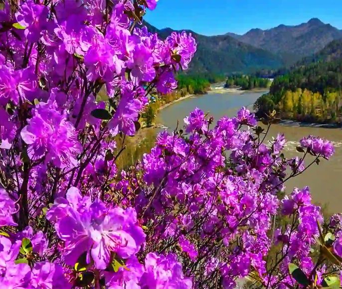 Алтай. Цветение Маральника + Шаман