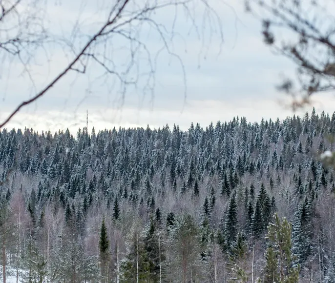 Невероятная Карелия: в Новый Год 2026 вокруг Ладоги