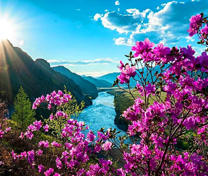 Цветение Маральника