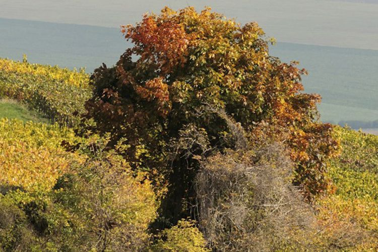 Туры в Шампань